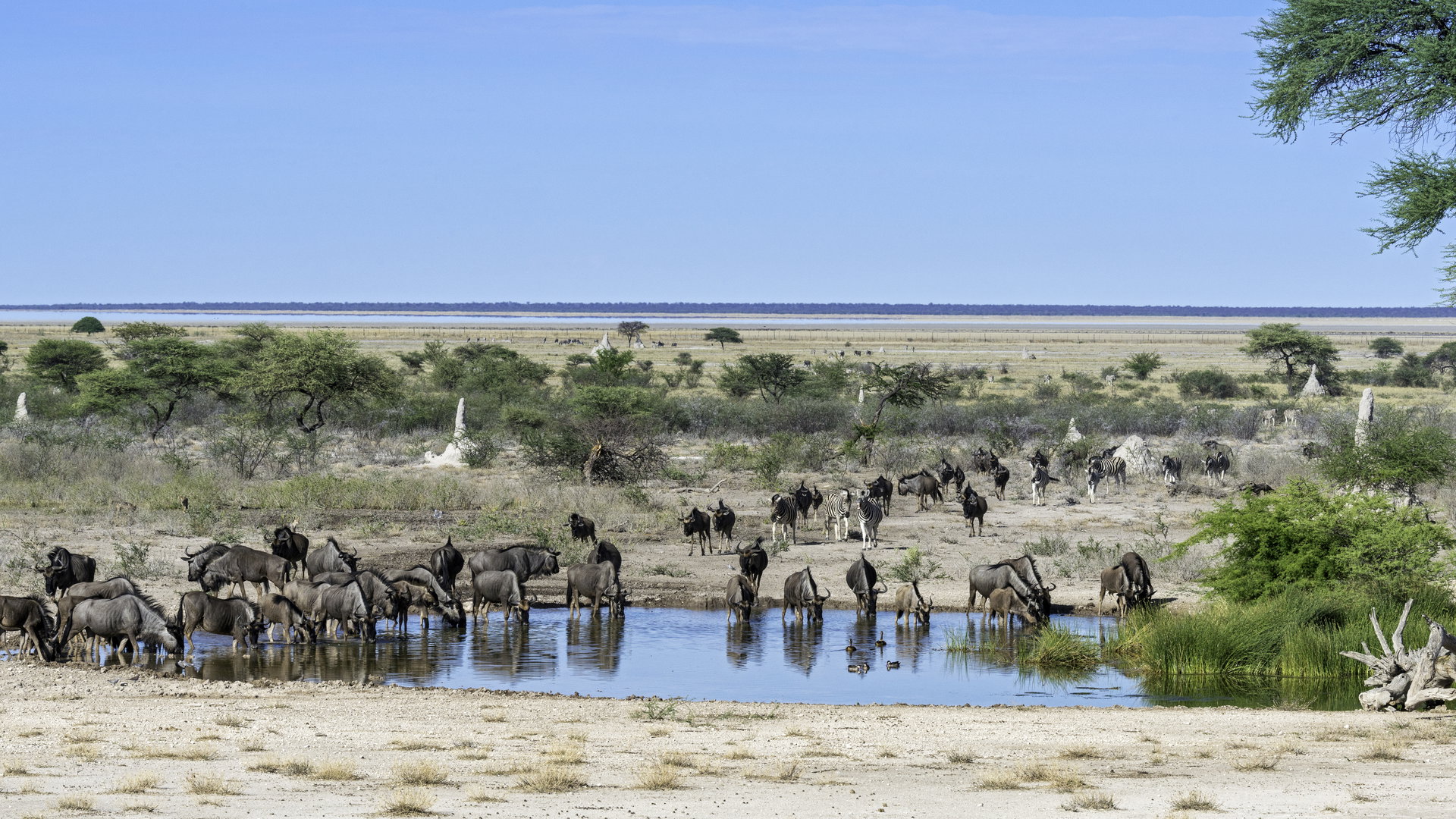 Onguma Nature Reserve