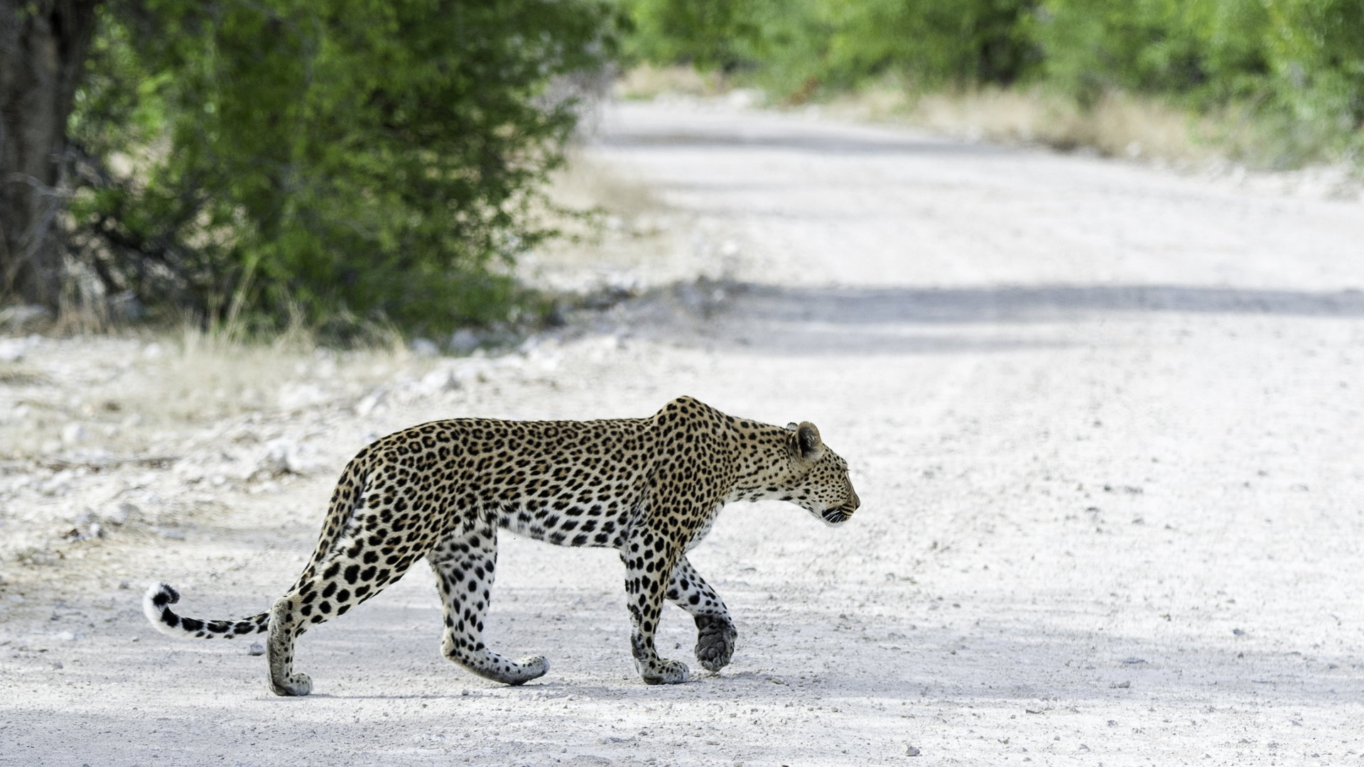 19-Day Luxury Namibia Safari