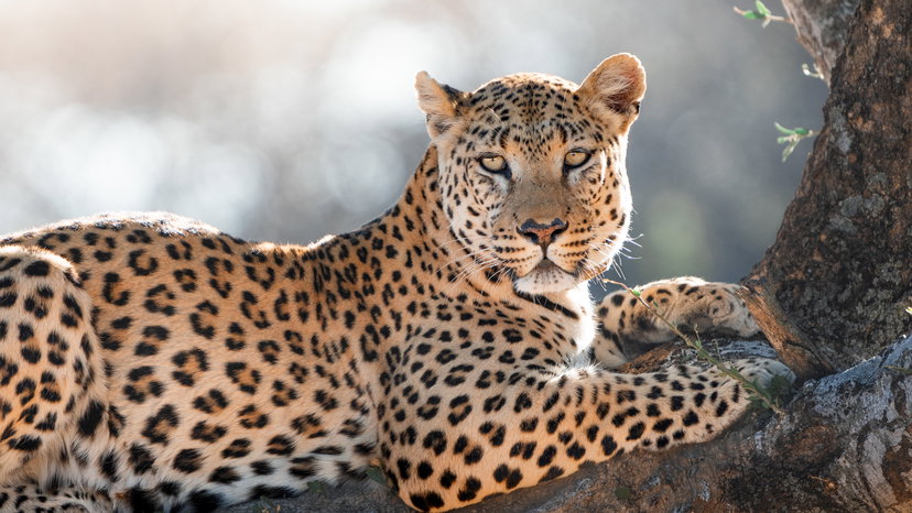Okonjima Luxury Bush Camp